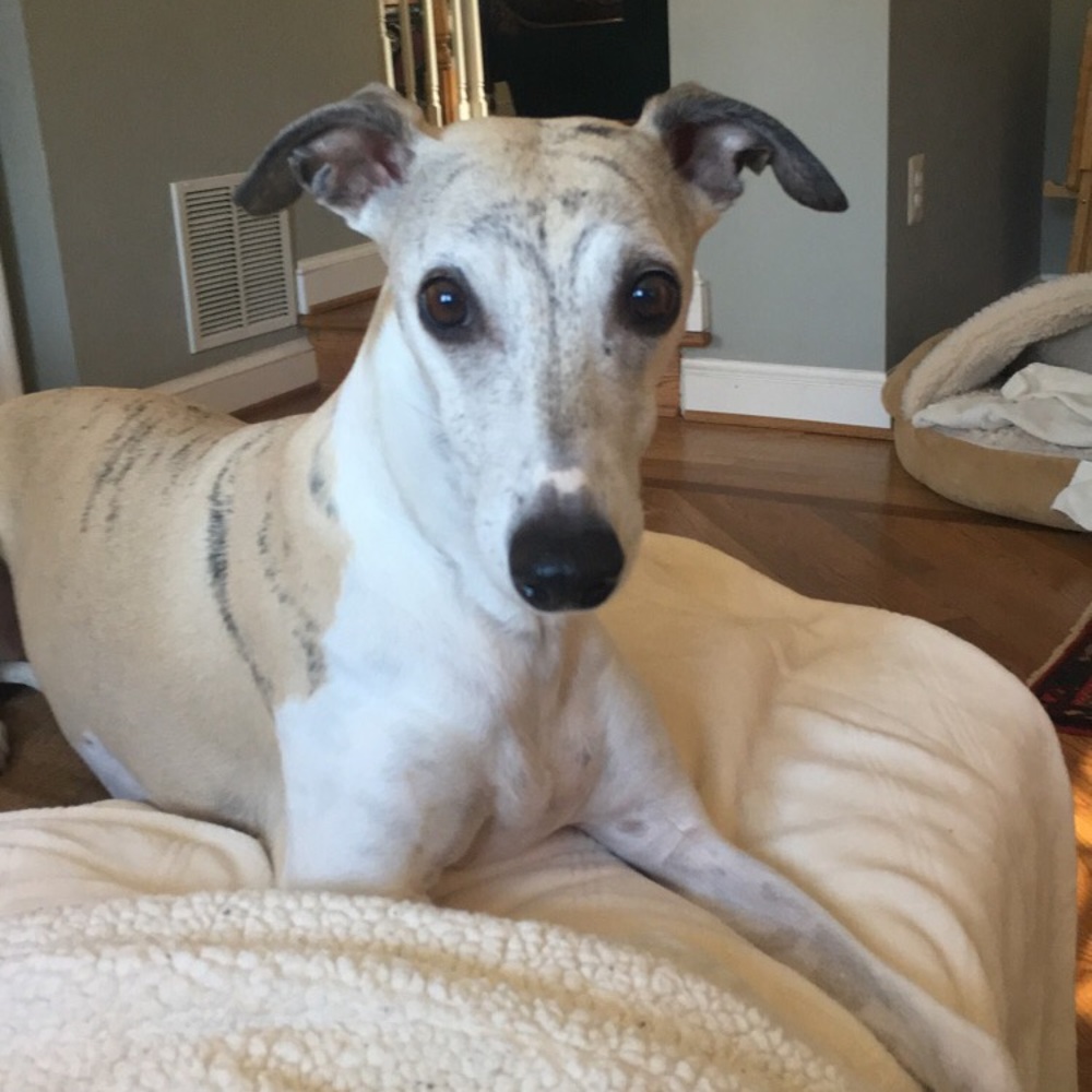 Meet your Posher, Annette